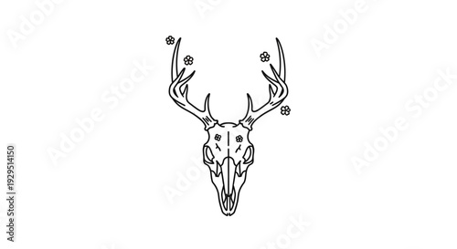 Deer Skull with Antlers Illustration.