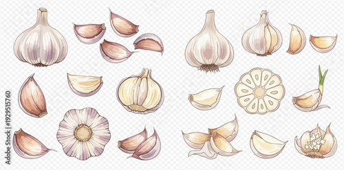 Garlic watercolor illustrations set with whole bulbs, cloves, and cross-sections on a transparent background.