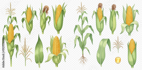 Set of watercolor corn elements, including whole plants, ears, leaves, and kernels, isolated on a transparent background.