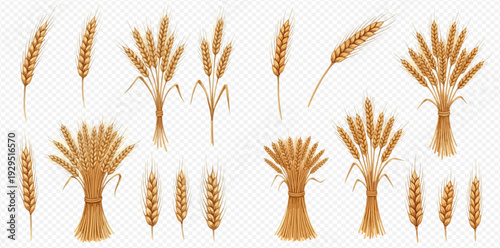 Set of realistic golden wheat ears and sheaves on transparent background, detailed vector illustration.