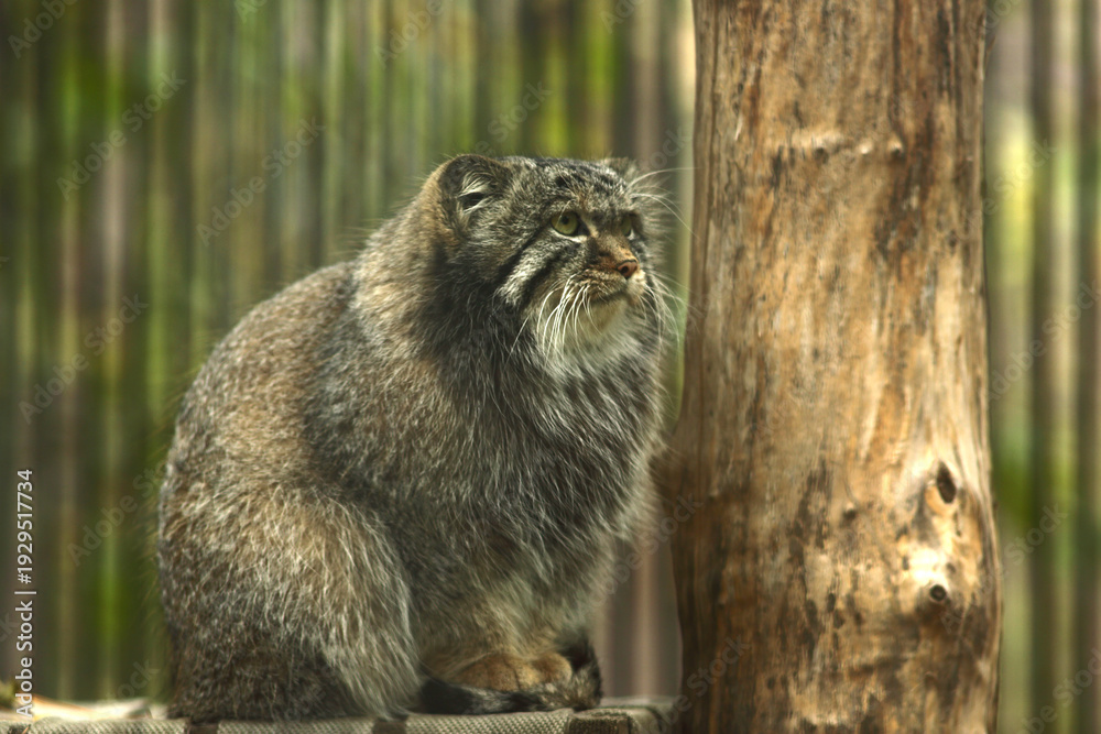 Obraz premium a close up portrait of a manul sitting 