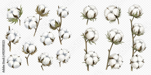 Set of cotton branches with white fluffy flowers, natural plant for fabric production.