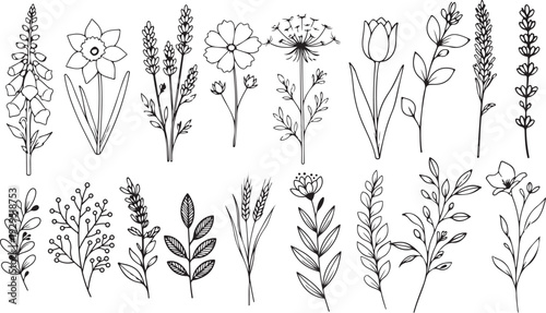 Set of Herbs and Wild Flowers outline vector sketch style. Hand drawn floral line art doodle elements.  Outline foliage natural leaves herbs. Set hand drawn botanical flower Vector illustration