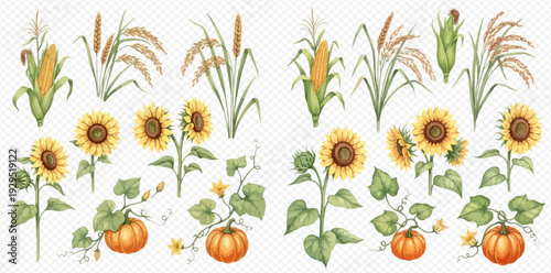 Watercolor Autumn Harvest Elements: Sunflowers, Pumpkins, Corn, and Wheat Set.