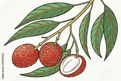 A vibrant illustration of lychee fruits and leaves on a branch in a flat design style