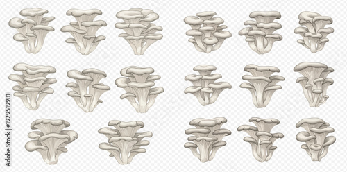 Set of fresh oyster mushrooms, healthy edible fungi for cooking, isolated on transparent background.
