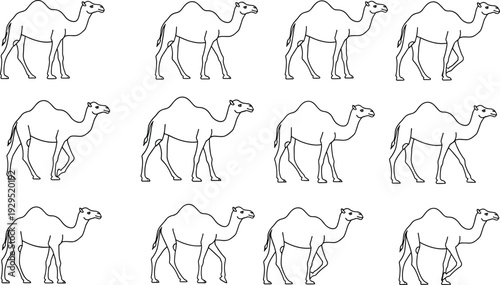 Camel walking animation sequence line art set showing different leg positions isolated on white background simple vector illustration