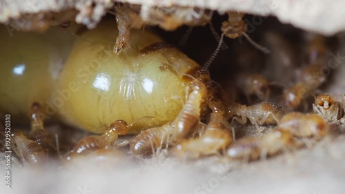 The queen termite is characterized by its large size, yellow color, and small head.