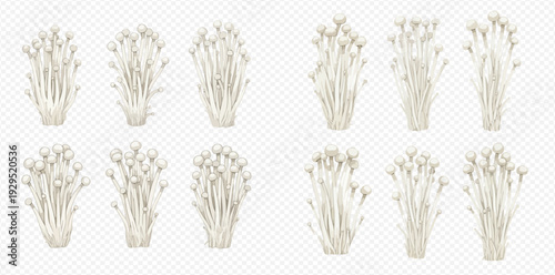 Enoki mushrooms set isolated on transparent background, edible fungus with long thin stems and small caps.