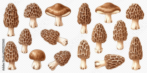 Set of realistic watercolor illustrations of various edible mushrooms including morels and other types.