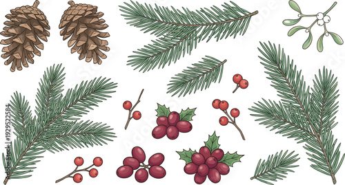 Festive winter botanical elements including pine cones, evergreen branches, holly leaves, red berries, and mistletoe sprigs, perfect for seasonal decorations, holiday designs, and nature illustrations