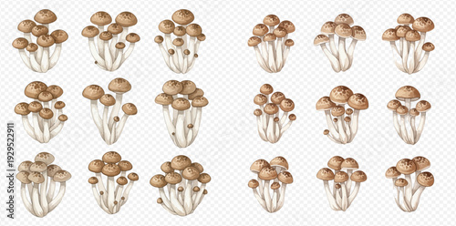 Set of fresh brown shimeji mushrooms on a transparent background, healthy organic food.