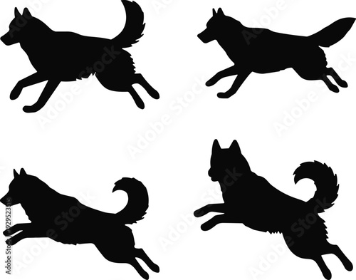 Black silhouettes of jumping and running siberian husky dogs isolated on white background for pet movement and animal action vector design