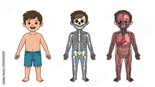 Detailed medical diagram showing a boy external appearance next to his skeleton and internal organ body systems.