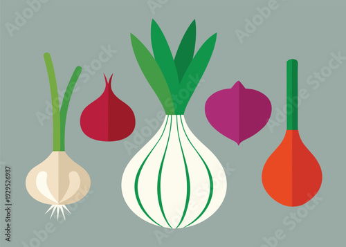 A flat illustration showcasing a variety of allium vegetables including white, red, and purple onions, and a leek.