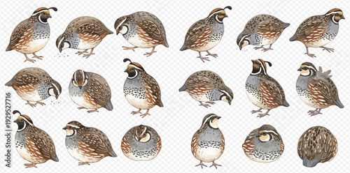 Set of California Quail birds in various poses, hand-drawn illustration.