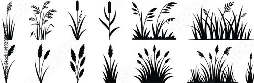 Black silhouette grass and wild plants vector set featuring reeds, wheat ears, meadow herbs and botanical elements isolated for nature design and decoration.