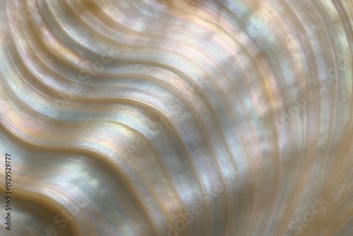 Abstract pearl texture with opalescent reflections and creamy white layers