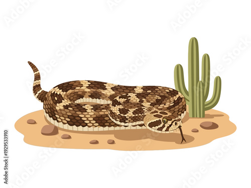 A coiled diamondback rattlesnake in its natural desert habitat.