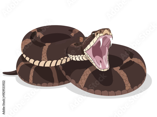 Aggressive Rattlesnake Ready to Strike with Open Mouth.