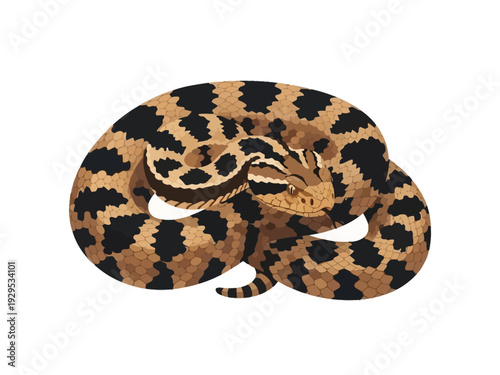 A coiled hognose snake with distinctive markings.