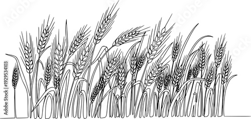 A minimalist continuous line drawing featuring a field of wheat stalks with mature grain ears, perfect for agricultural branding, food packaging, organic product labels