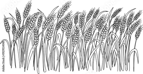 A minimalist continuous line drawing featuring a field of wheat stalks with mature grain ears, perfect for agricultural branding, food packaging, organic product labels