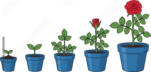 Plant Growth Stages Vector Illustration Showing Rose Development from Seedling to Blooming Flower in Pots Gardening Concept Design