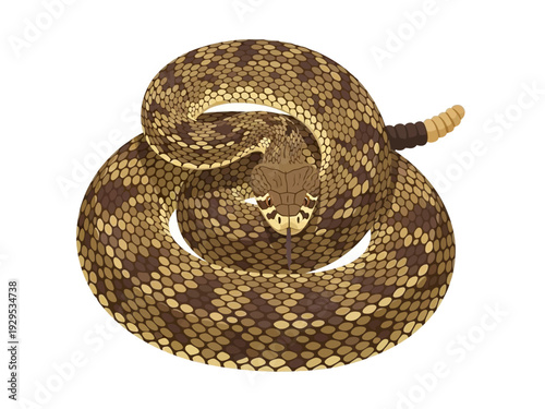 A coiled rattlesnake displays its intricate patterned scales and segmented tail.