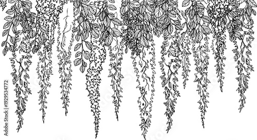 moss and foliage with delicate tendrils against a white background, cut out transparent