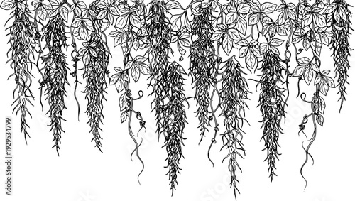moss and foliage with delicate tendrils against a white background, cut out transparent