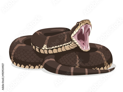 Aggressive Rattlesnake Ready to Strike with Open Mouth.