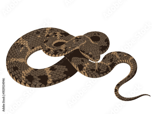 A coiled viper snake with intricate brown and green patterns on its scales.