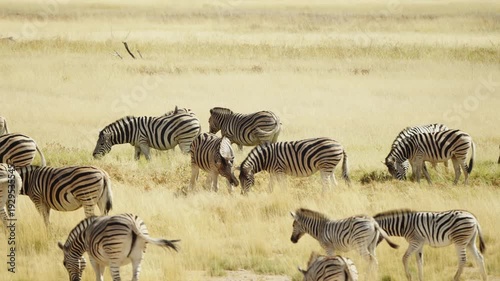Close-up view of group Zebras with cute young foal breeding on savannah. Wild mammal animals of South Africa concept. Safari tourism. Wildlife of Tanzania. Migrating animals. Serengeti national park