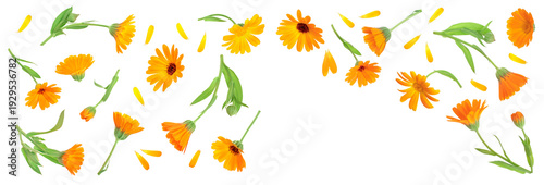 Calendula. Marigold flower isolated on white background. Top view. Flat lay pattern
