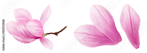 Pink magnolia flower isolated on white background with full depth of field