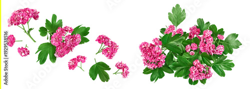 flower of hawthorn isolated on white background. Crataegus Pauls Scarlet. Top view. Flat lay