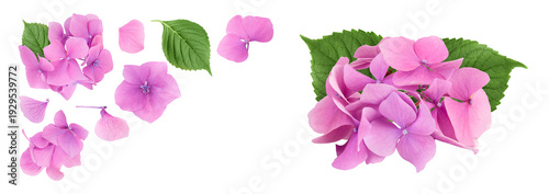 Pink Hydrangea flower isolated on white background. Top view with copy space for your text. Flat lay