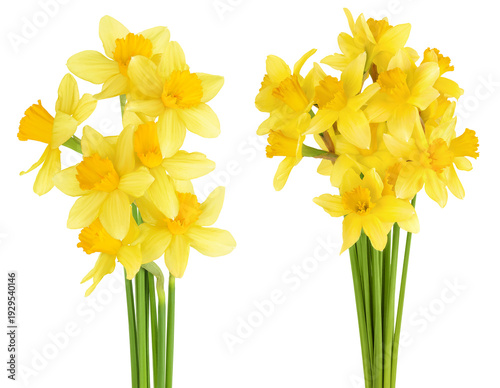 Daffodil flower or narcissus isolated on white background with full depth of field