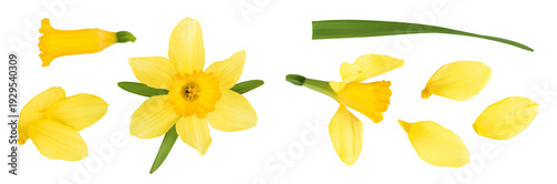 Daffodil flower or narcissus isolated on white background with full depth of field. Top view. Flat lay