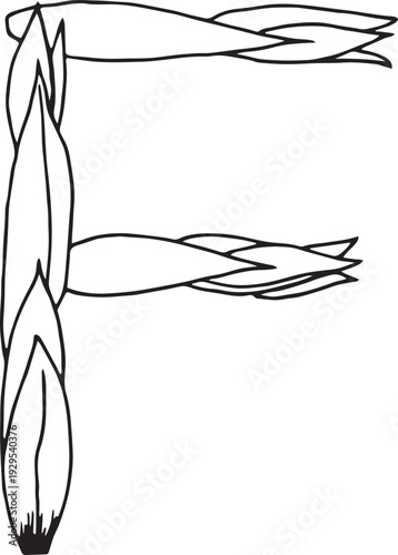 eps Doodle style letter F drawn with tea leaves. Hand drawn black line art, simple sketch, raw tea leaves arranged in shape of A, organic texture, white background