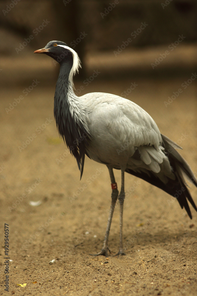 Naklejka premium A demoiselle crane stands on sand at a zoo