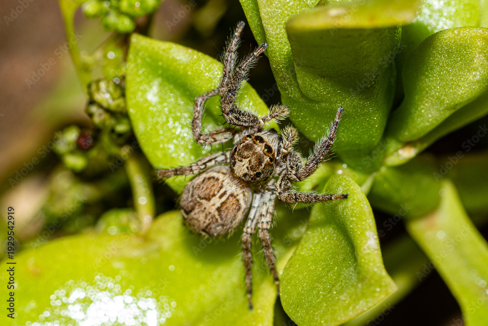 Photography araignée