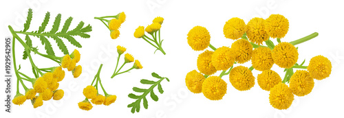Tansy flower or Tanacetum vulgare isolated on white background. Top view. Flat lay