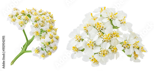 fresh yarrow flowers isolated on white background