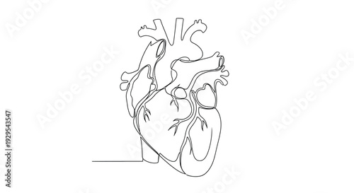 Anatomical heart illustration drawn with a single continuous line
