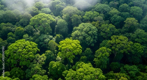 World environment day aerial view of lush green forest celebrating nature and sustainability on june 5th every year