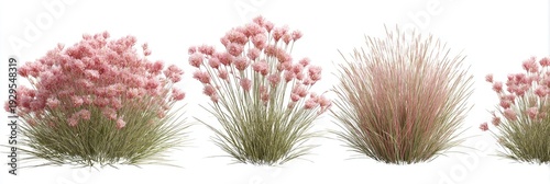 Four fluffy pink and green ornamental grasses, isolated on white