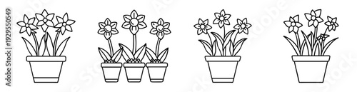 Black and white line art illustration of potted daffodil flower arrangements