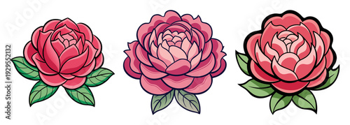 Three detailed pink peony flowers with green leaves isolated on white